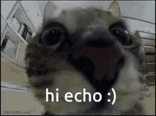 Echo Cat GIF - Echo Cat Echobots GIFs