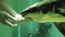 Lungfish Methuselah GIF