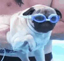 Pug Swim GIF