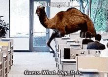 Hump Daw Guess What Day It Is GIF - Hump Daw Guess What Day It Is Camel GIFs