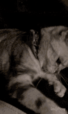 Cat Cats GIF - Cat Cats Cat Toy GIFs