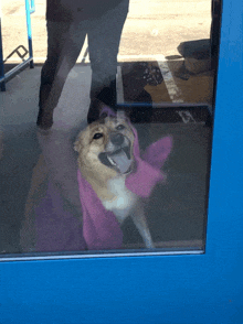 Dog In The Window Dutchess GIF