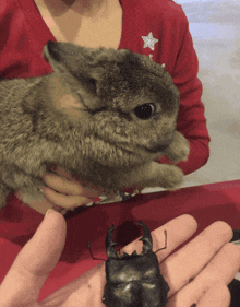 a person is holding a small rabbit and a beetle