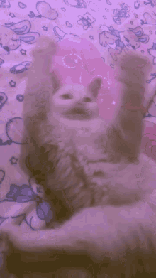 Fairy Cat GIF - Fairy Cat GIFs