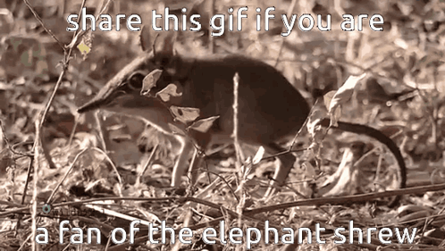 elephant shrew gif