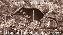 Elephantshrew Elephant Shrew GIF