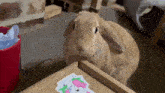 Chewy Bunny GIF - Chewy Bunny Dopper GIFs