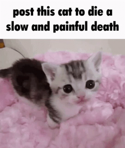 Post This Cat Die GIF - Post This Cat Die Post This Cat To Die A Slow And Painful Death GIFs