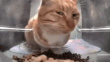 оценивание кот смотрит в камеру GIF
