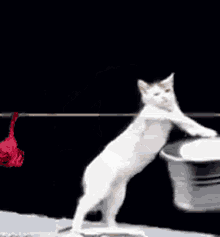 Cat Clean GIF - Cat Clean Heeseung420 GIFs