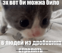 a gray and white kitten laying on a bed with a caption in a foreign language