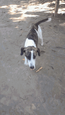 a brown and white dog is standing on a dirt ground