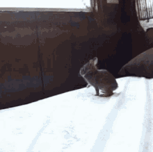 Bunny Jumping GIF - Bunny Jumping Cute GIFs