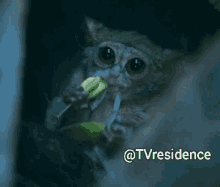 a close up of a monkey eating a piece of corn with a caption that says @tvresidence