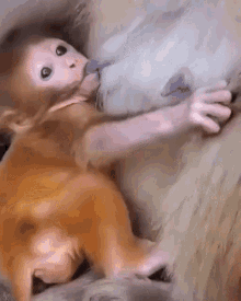 Monkey Breastfeeding GIF - Monkey Breastfeeding GIFs