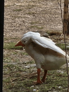 a white duck with a red beak is standing in the grass