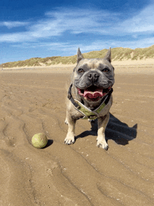 French Bulldog Frenchie GIF - French Bulldog Frenchie Dog Beach GIFs