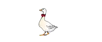a white duck with a red bow tie on its neck