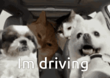 dog driving car dogs cats vibes