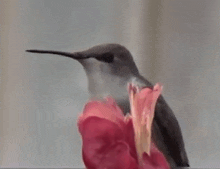 a hummingbird perched on top of a red flower .