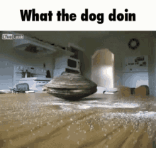 What The Dog Doin Clam GIF - What The Dog Doin Clam Funny GIFs