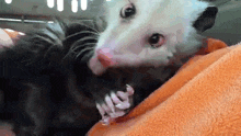 a black and white opossum is laying on a blanket