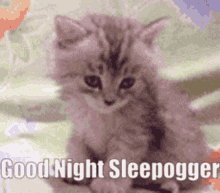 Sleepogger Sleepoggers GIF - Sleepogger Sleepoggers GIFs