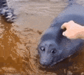 a person petting a seal in the water .