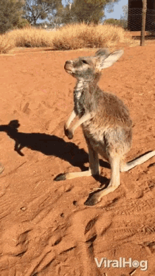 Hold Me Pick Me Up GIF - Hold Me Pick Me Up Kangaroo GIFs