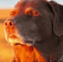 a close up of a dog 's face with the sun shining on it