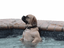 dog jacuzzi chill relax relaxing