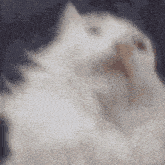 a close up of a white cat with its mouth open