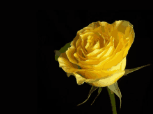 Yellow Rose GIF - Yellow Rose GIFs