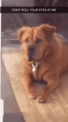 Dont Roll Your Eyes At Me Funny Animals GIF - Dont Roll Your Eyes At Me Funny Animals Pets GIFs