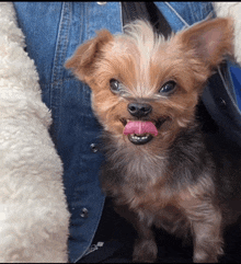 Dog Sticking Out Tongue Dog Meme GIF