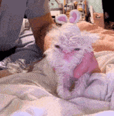 Wisp Kitten GIF - Wisp Kitten Rags To Riches Animal Rescue GIFs
