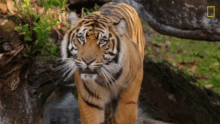 Shake Off The Water Keeping A Sumatran Tiger Healthy GIF
