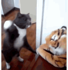 Cat Punch GIF - Cat Punch Fight GIFs