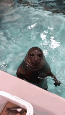 Seal Alien GIF