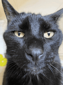 Cat Cat Stare GIF - Cat Cat Stare Cat Judgement GIFs