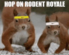 Rodent Rodentroyale GIF - Rodent Rodentroyale Squirrel GIFs