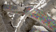 Rainbow Snake GIF