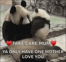 Mother Panda GIF - Mother Panda Love GIFs