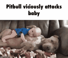 Dogs Baby GIF - Dogs Baby Pitbull GIFs