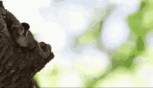 Baby Duck Fly GIF
