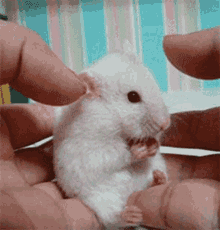 Rat Shocked GIF - Rat Shocked Surprised GIFs