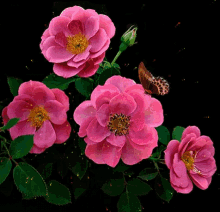 Roses Flowers GIF - Roses Flowers Butterfly GIFs