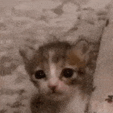 Cat Kitten GIF - Cat Kitten Cat Crying GIFs