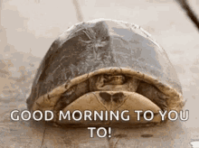 Turtle Peekaboo GIF
