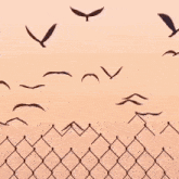 Freedom Birds GIF - Freedom Birds GIFs